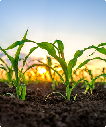 Agribusiness company